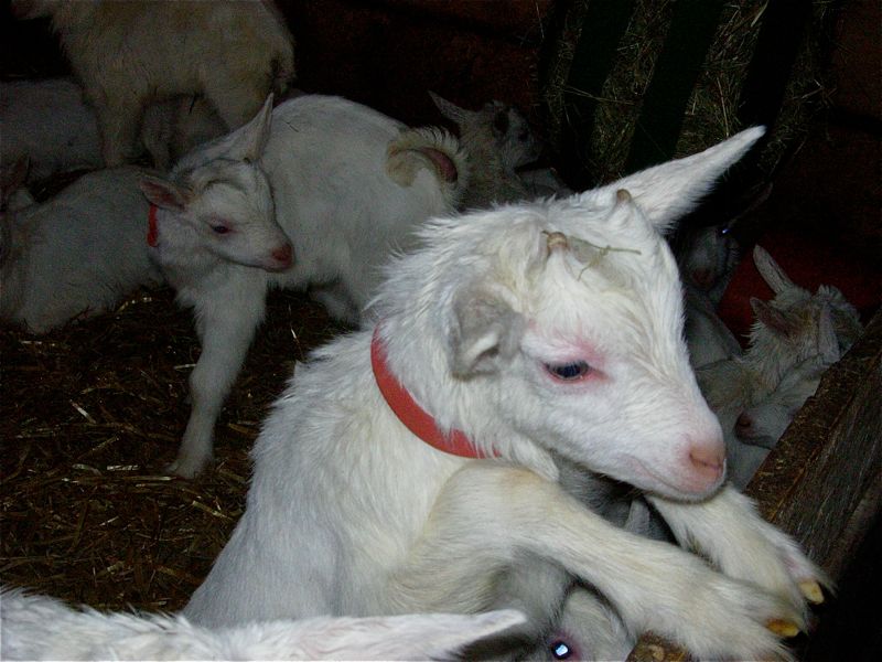 A la ferme des Neufs Champs